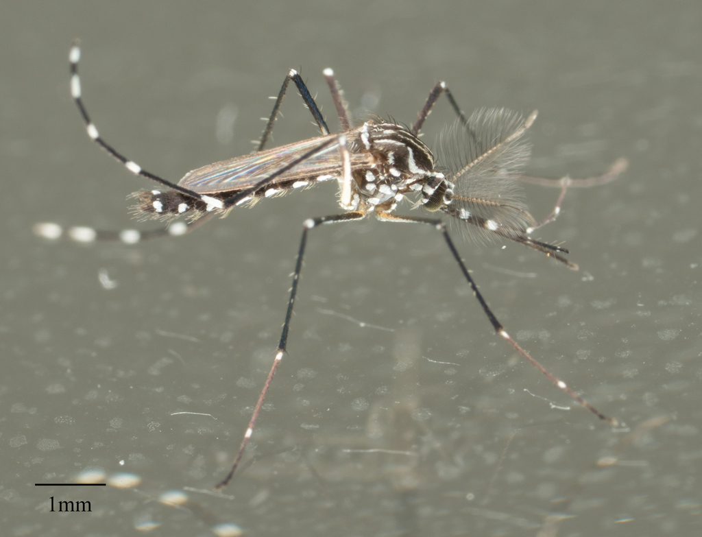 Yellow Fever Mosquito (Diptera (flies) of the British Indian Ocean ...