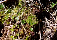Anthoceros