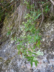 Scandia rosifolia