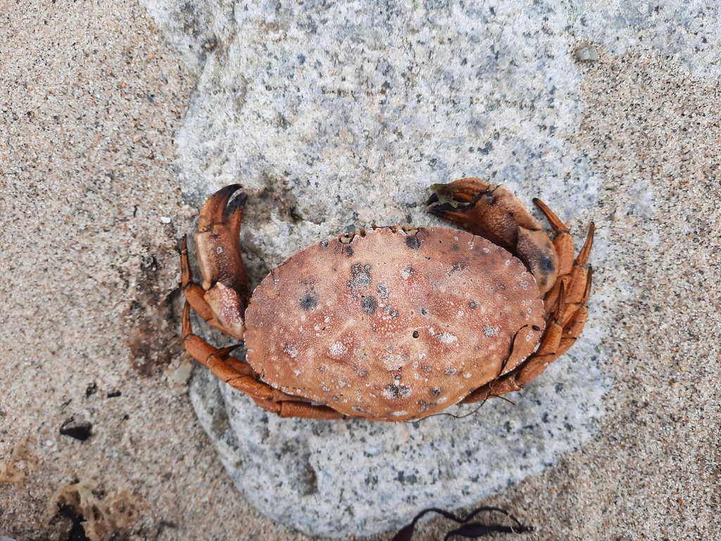 Edible Crabs from Plymouth, MA, USA on August 10, 2021 at 11:39 AM by ...