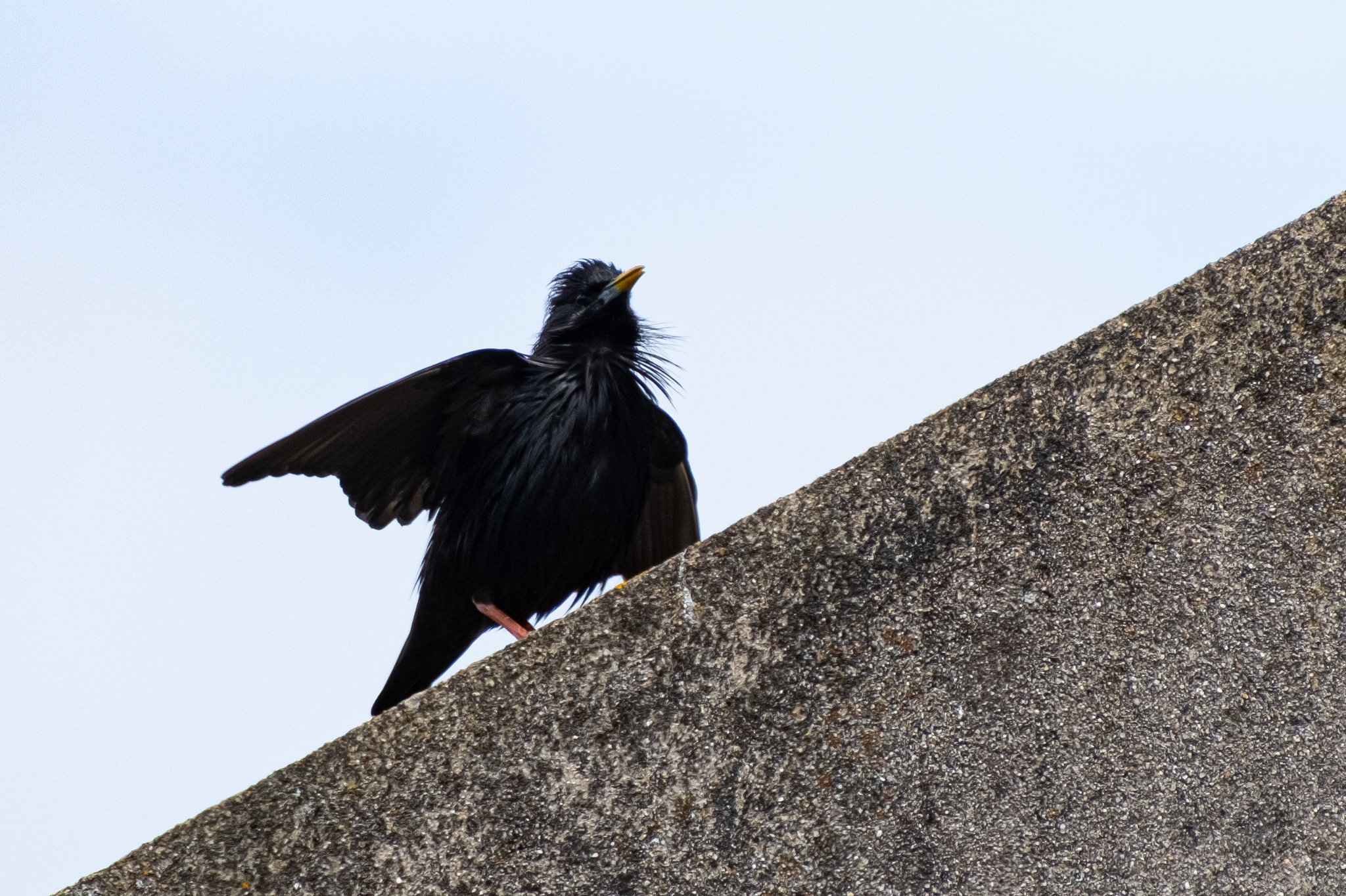 Spotless Starling (Sturnus unicolor)