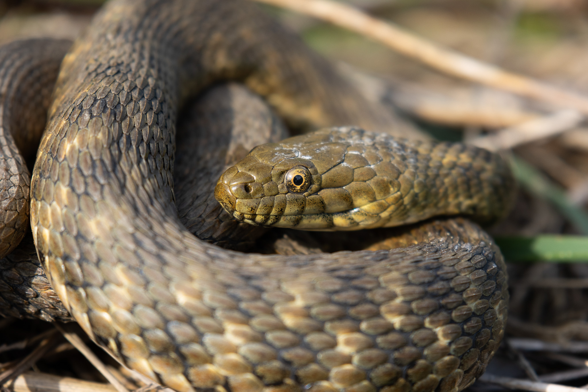 Tessellated Water Snake (Natrix tessellata) · iNaturalist