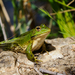 Iberian Green Frog - Photo (c) Luiser-anapri, some rights reserved (CC BY-NC), uploaded by Luiser-anapri