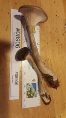 Ampulloclitocybe avellaneialba