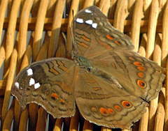 Junonia natalica natalica