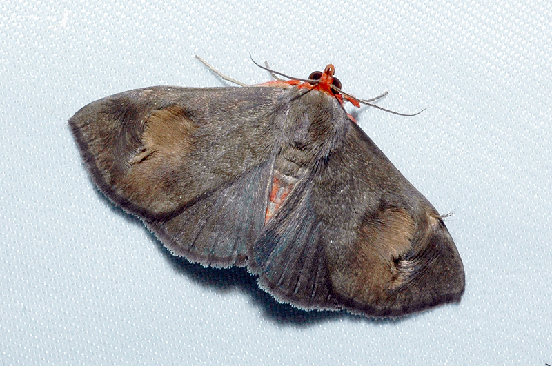 Tinoliinae