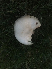 Agaricus