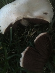 Agaricus