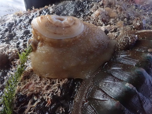 Amblychilepas nigrita
