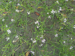 Cakile maritima maritima