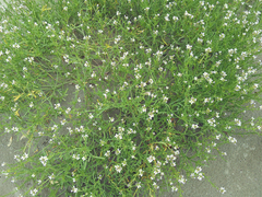 Cakile maritima maritima