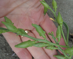 Cakile maritima maritima