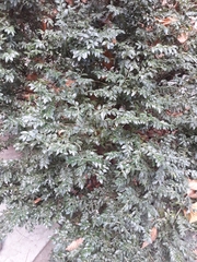 Buxus