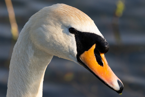 Mute Swan, photo 9 of 9