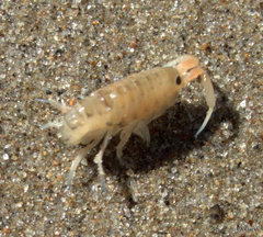 Megalorchestia corniculata