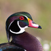 Wood Duck - Photo (c) Manuel Raab, some rights reserved (CC BY-NC), uploaded by Manuel Raab