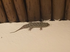 Geckolepis maculata