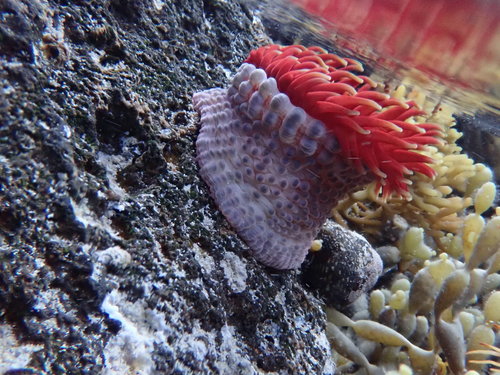 Phlyctenanthus australis