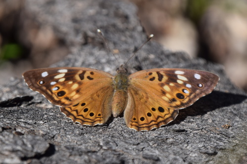 Hackberry Emperor, photo 3 of 10
