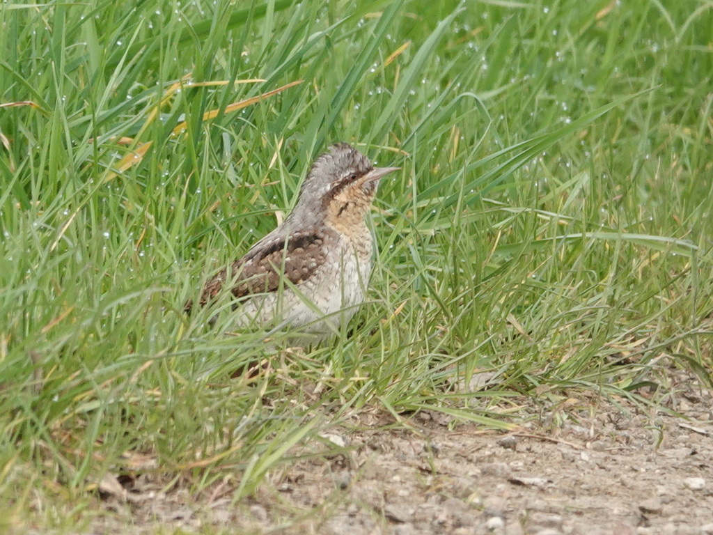 Eurasian Wryneck from 21460 Époisses, France on April 21, 2023 at 09:36 ...