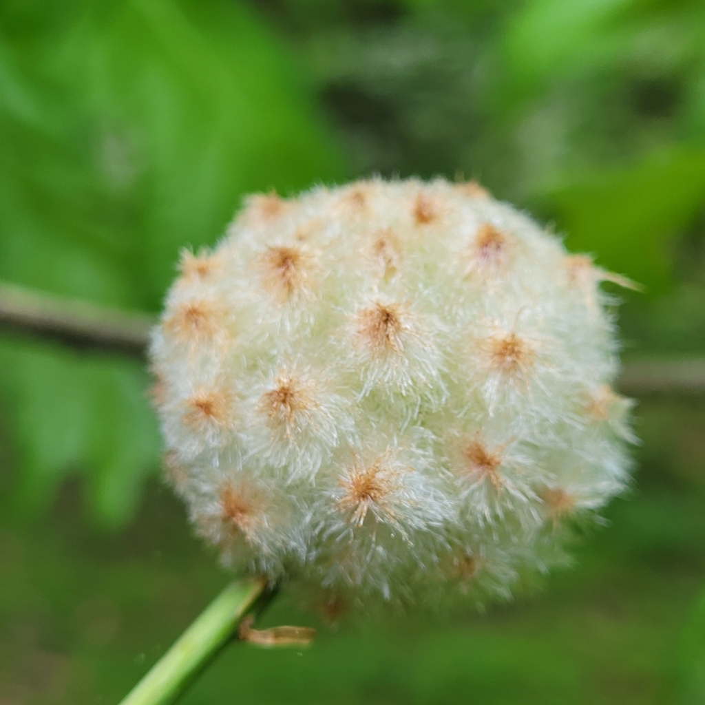 Wool Sower Gall Wasp from Hughesville, MD 20637, USA on April 27, 2023 ...