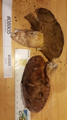 Suillus punctatipes