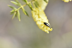 Pemanoa tasmanica