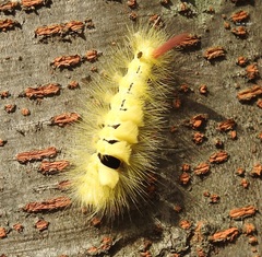 Calliteara pseudabietis