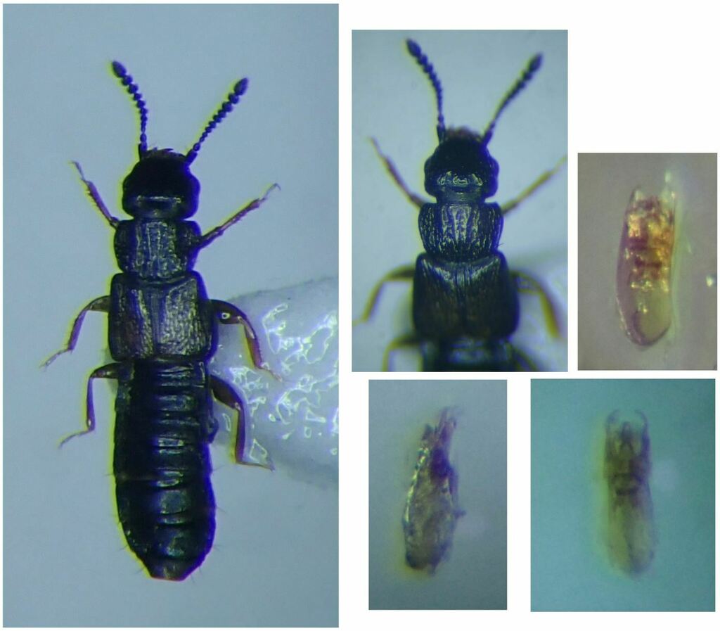 Anotylus nitidulus