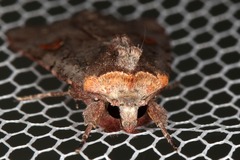 Adelphagrotis stellaris