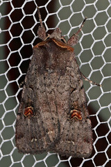 Adelphagrotis stellaris