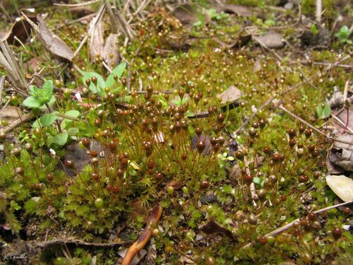 Banded Cord-moss (Entosthodon fascicularis)