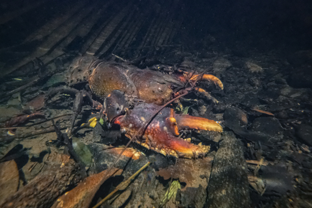 Conondale Spiny Crayfish
