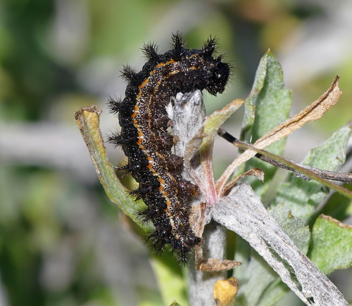 Gabb's Checkerspot