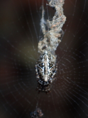 Cyclosa confusa