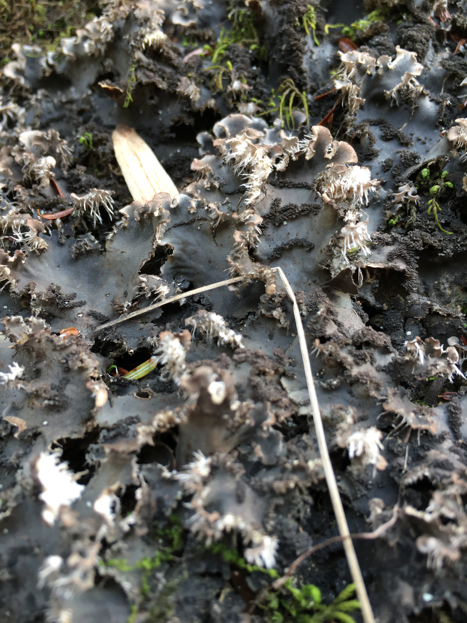 Peltigera praetextata image