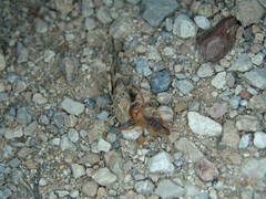 Eremobatidae