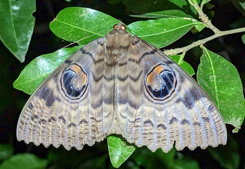 Walker's Owl