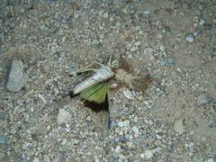 Eremobatidae