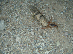 Eremobatidae