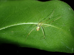 Thwaitesia glabicauda