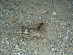 Eremobatidae