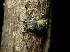 Phloeobius