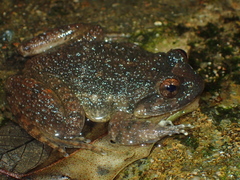 Quasipaa exilispinosa