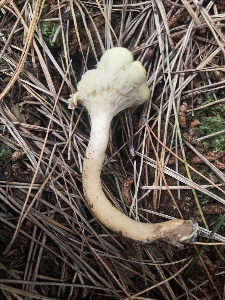 Common Gilled Mushrooms and Allies from Bottle Lake Forest