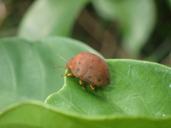 Hyperoncus lateritius