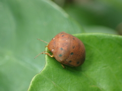 Hyperoncus lateritius