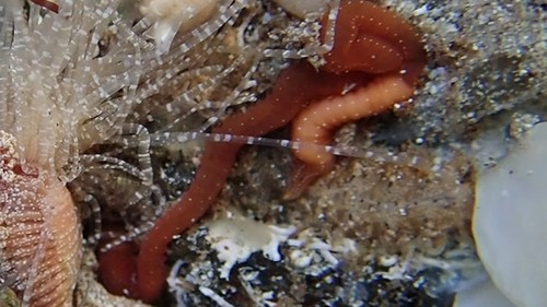 Syllidae