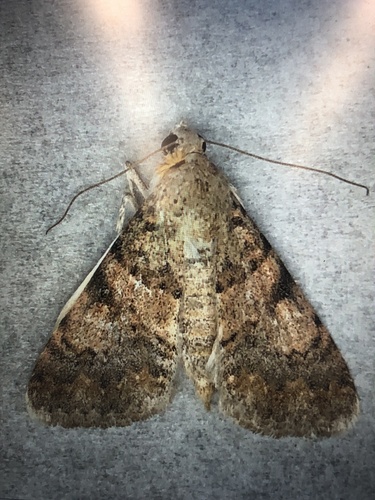 iNaturalist observation photo of Forsebia Moth