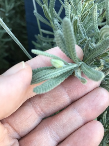 French lavender